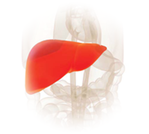 liver cancer logo